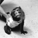 The Silver Spring Monkeys: The Case That Made History for Animals
(Grades 9–12)