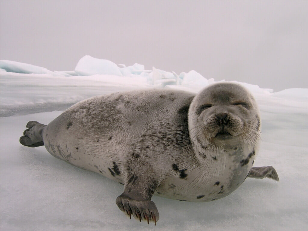 Happy Seal