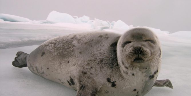 Canada Is Losing Another Excuse Used to Defend Seal Slaughter