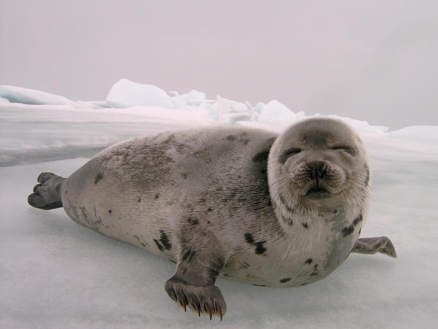 Victory for Seals! WTO Upholds EU Ban on Seal Fur | PETA