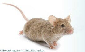 Heart Researcher: Mouse Experiments Don’t Work