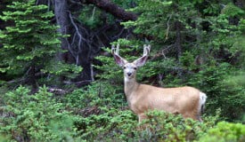 Deer-Car Collisions Increase During Hunting Season