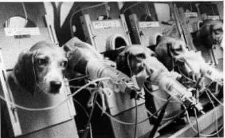 beagles smoking in laboratory