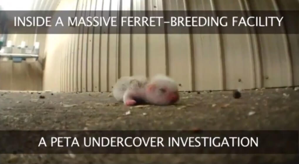 Investigation Exposes Cruelty at Ferret 