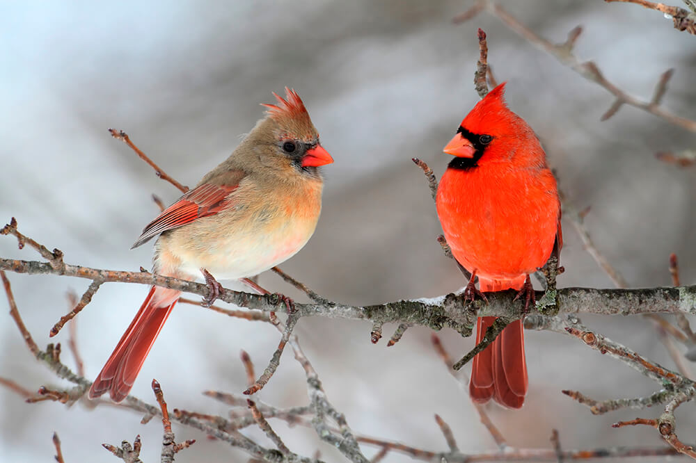 Protect Furry Friends From Winter Weather