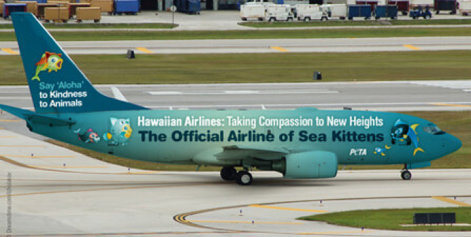 Taking Compassion to New Heights (Airplane Wrap)