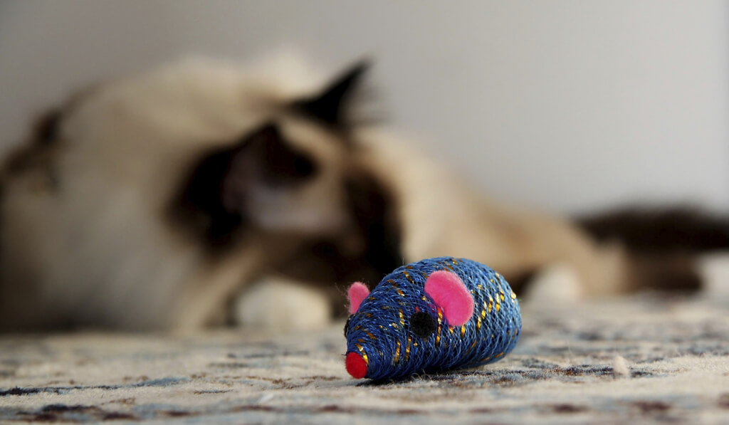catnip toy cat background