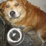 A tan dog sits next to an empty metal bowl