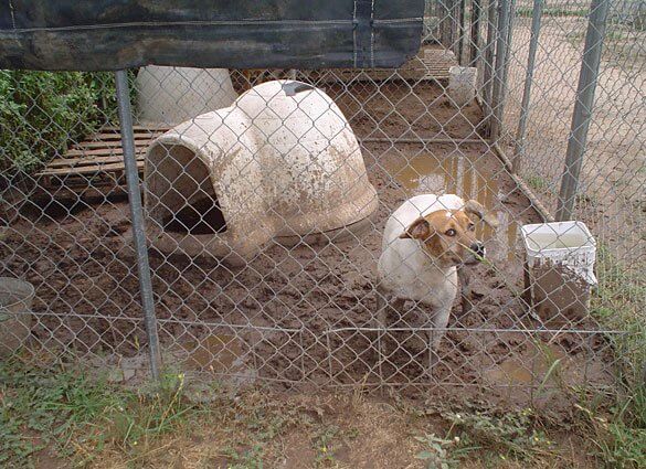 antioch animal shelter adoptions