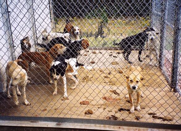 Trap it Up: How KC's dog and cat trappers find the metro's lost and stray  pets