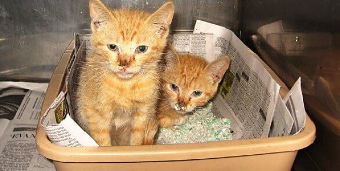 ‘No-Kill’ Policies Slowly Killing Animals