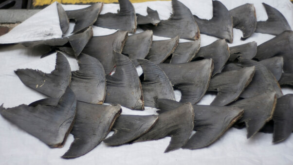 Fresh shark fins drying on sidewalk