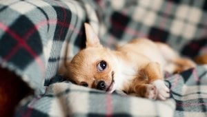 Benefits for PETA Members
