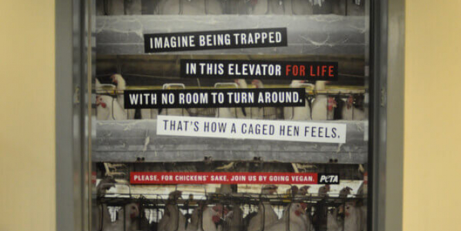 How a Caged Hen Feels (Elevator)