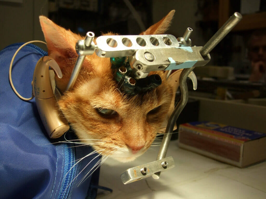 Debate Kit: Should Animals Be Used in Experiments? | PETA