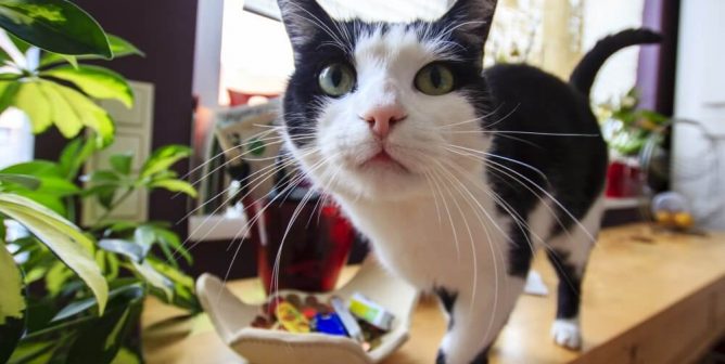 PETA’s 2017 Annual Review
