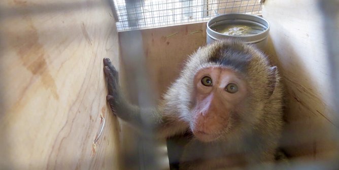 The Monkey Importation Industry Harvests Fear and Delivers Death