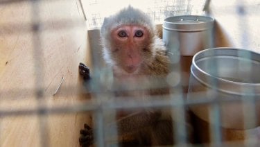 PETA Exposé: Vietnam’s Deceitful and Dangerous Monkey Trade | PETA