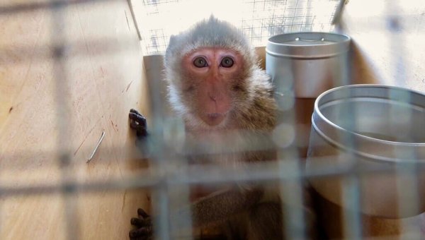 monkey in a transport crate