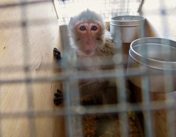 monkey in a transport crate