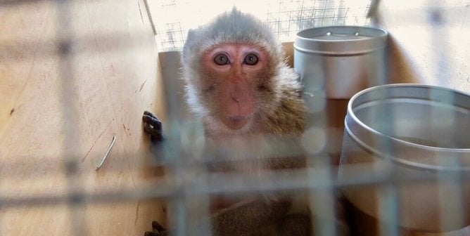 monkey in a transport crate