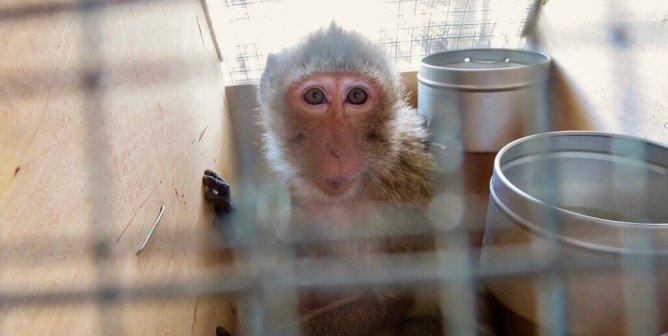 ACT NOW: Urge Your Members of Congress to Send 1,000 Monkeys To Sanctuary