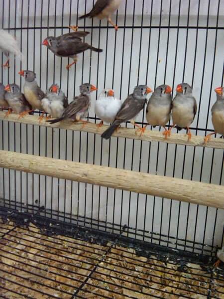 petco animals birds