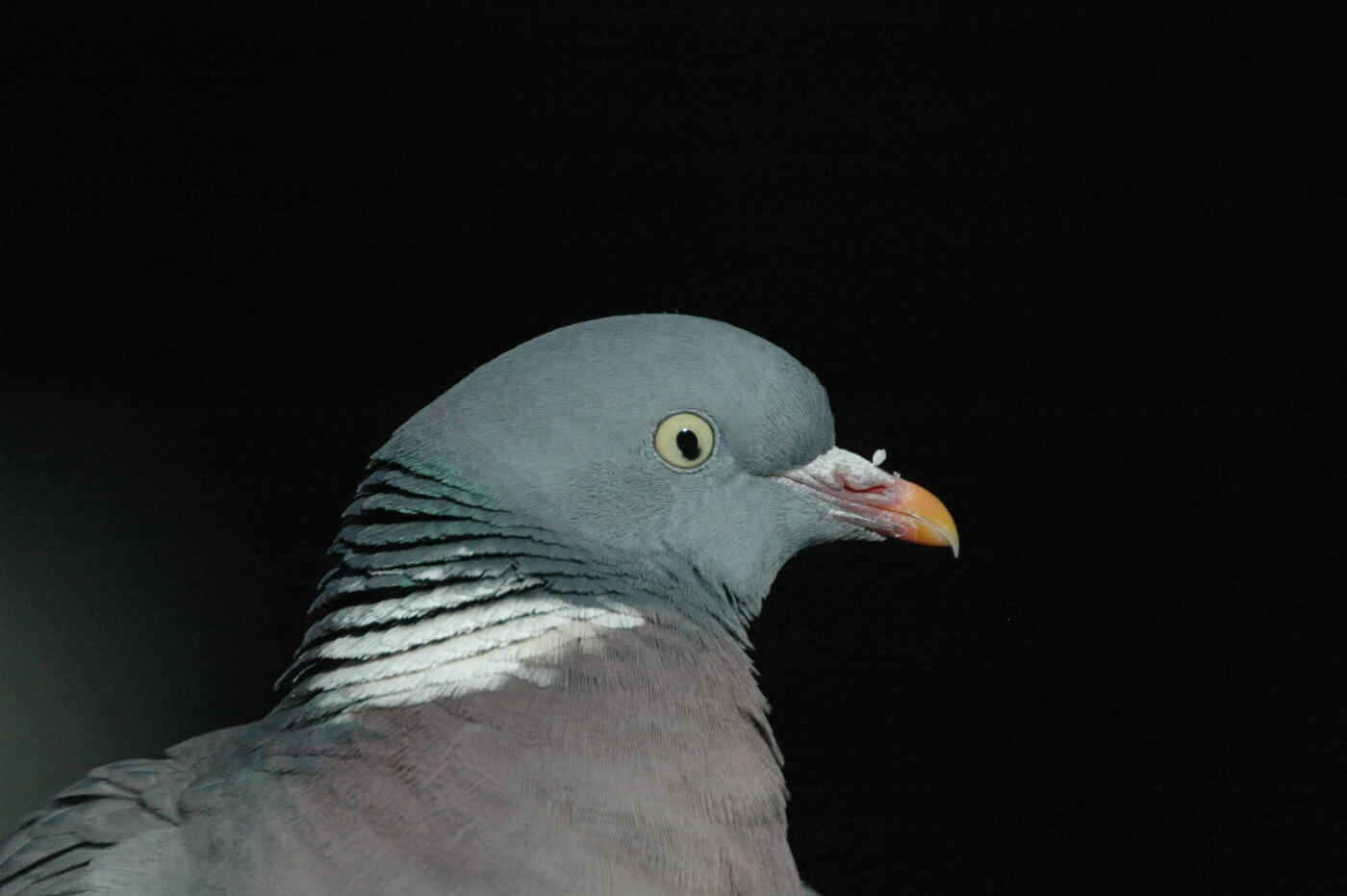 Pigeon in a Peanut | Pigeon, Racing baby, Pugs