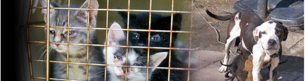 Turned Away A Closer Look At No Kill Animal Shelters Peta