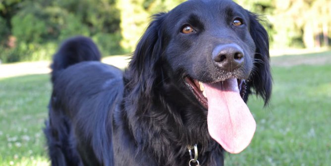 Animal Rights Uncompromised: There’s No Such Thing as a ‘Responsible Breeder’