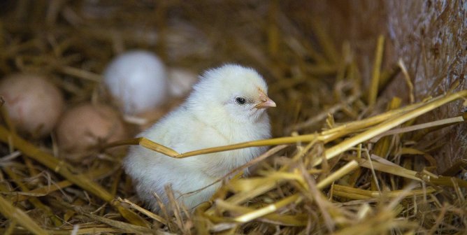 baby chicken, chick, eggs, nest