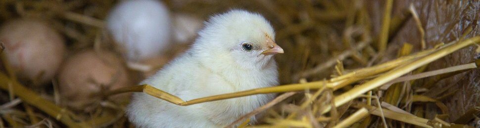 baby chicken, chick, eggs, nest
