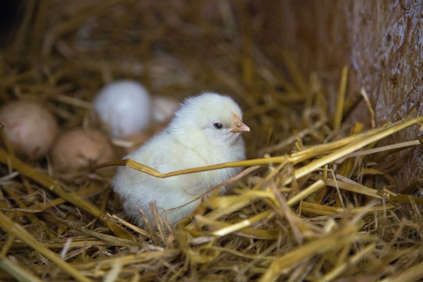 baby chicken, chick, eggs, nest