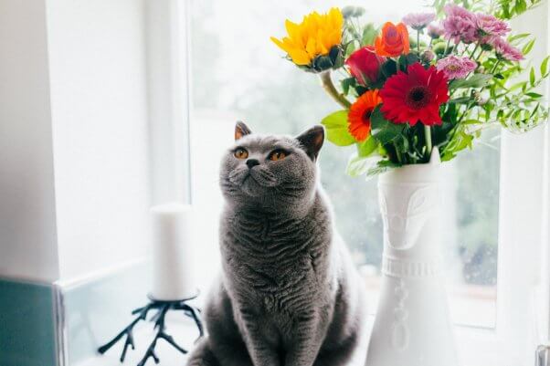 Gray cat next to vase of colorful flowers