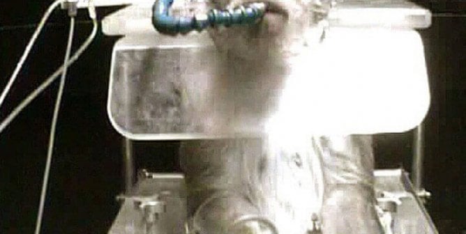 13 Eye-Opening Images of Animals in Labs