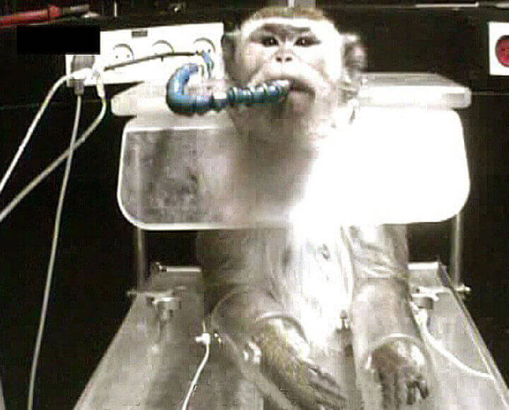 animal testing on monkeys