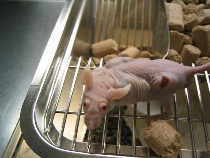 nude rat with tumors and a lesion on his side