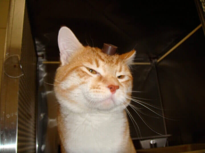 Robert the Cat