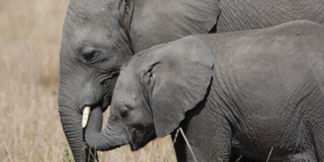 elephant with baby