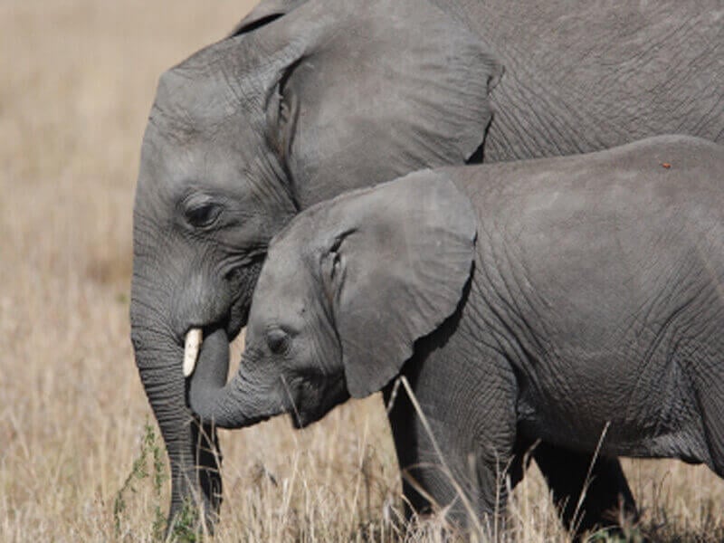 Which Animal Mom Are You? (QUIZ) | PETA Which Animal Mom Are You? (QUIZ) | PETA