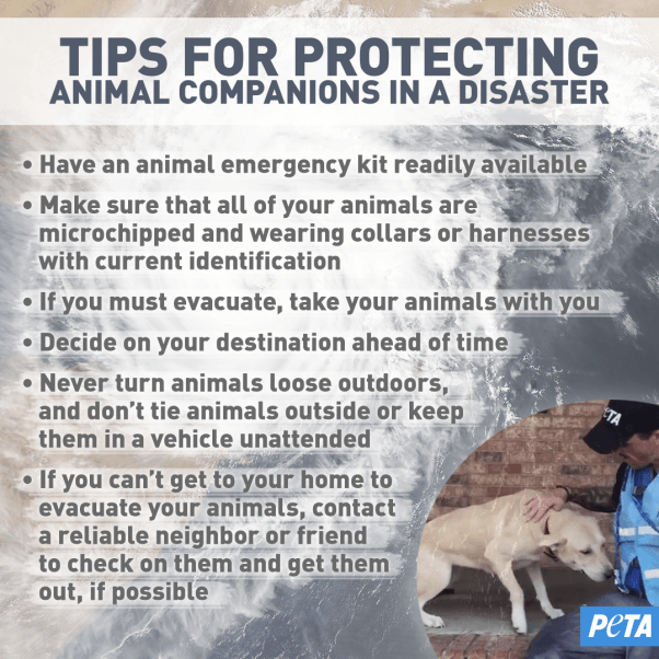 Tips for Protecting Companion Animals in a Disaster