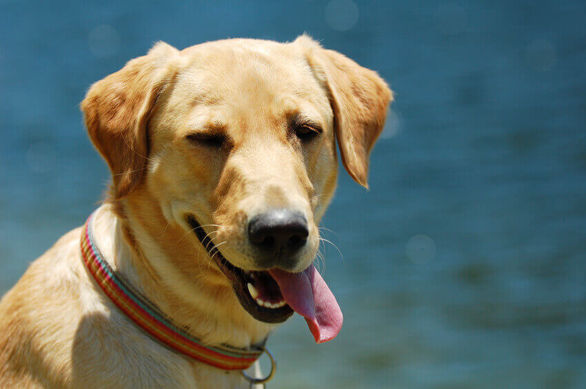 10 Funny Things We Try to Tell Our Dogs | PETA 10 Funny Things We Try to Tell Our Dogs | PETA