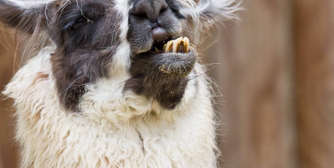 17 Animals Who Can’t Believe You’re Not Vegan