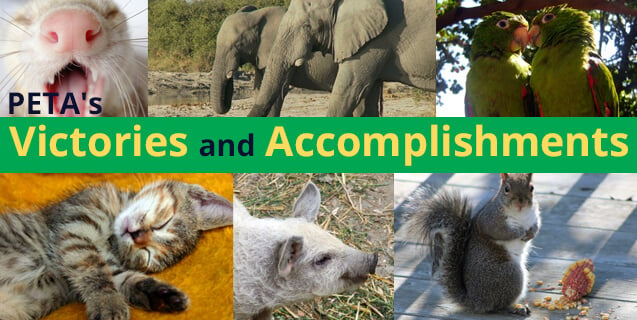 PETA’s Victories and Accomplishments