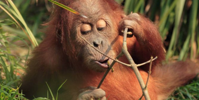 24 Surprising Animal Facts