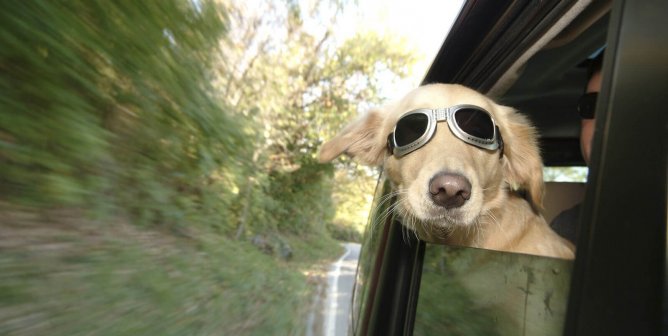 Fido Flies the Friendly Skies