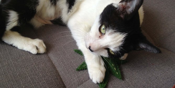 Medical Marijuana for Animals: A Case for Compassion