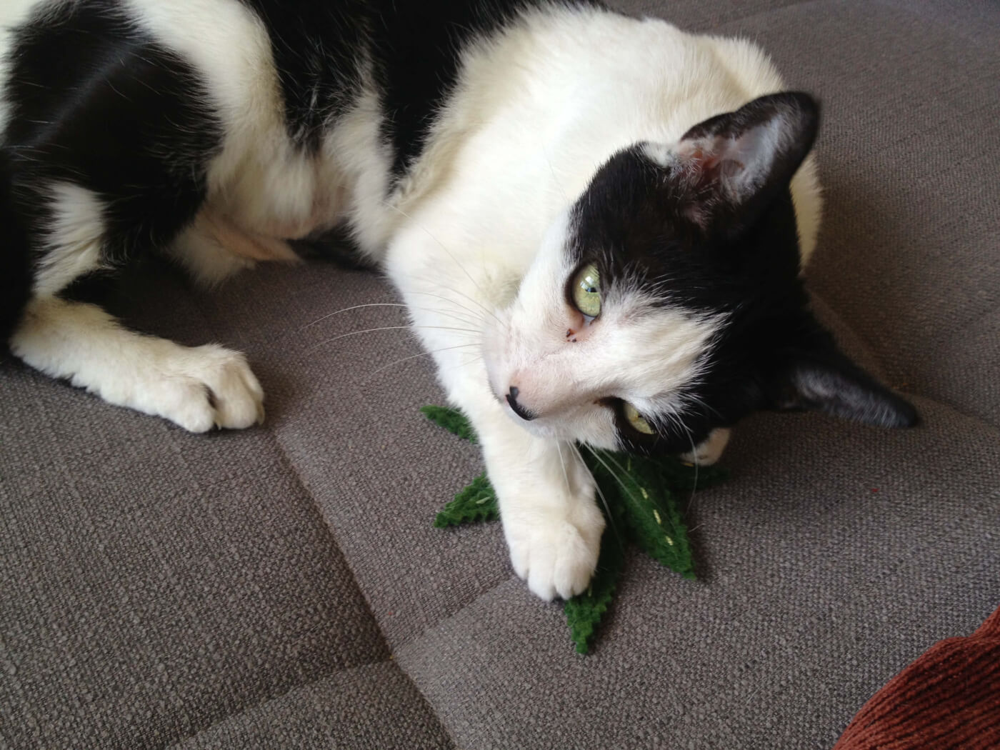 Medical Marijuana for Animals: A Case for Compassion | PETA