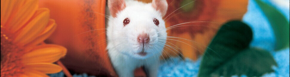 white rat in flower pot