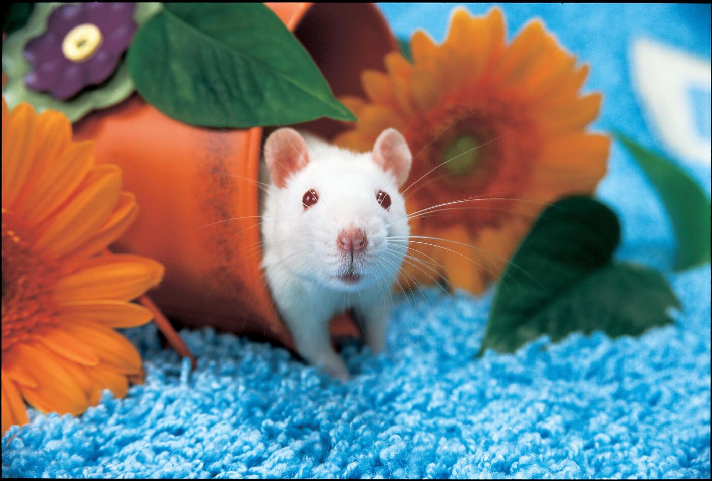 white rat in flower pot